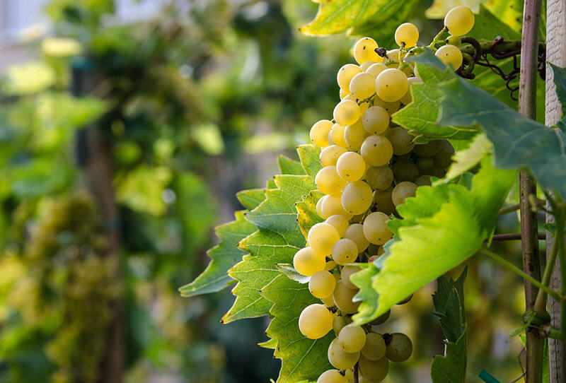 FLASCHENPOST® «Ich treffe mehr Wein als gute Entscheidungen» WHITE Ausgabe