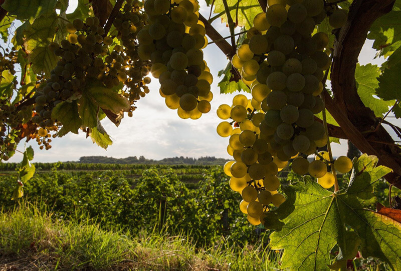 MENSAJE EN UNA BOTELLA® «No juzgues los días por la cosecha que recoges, sino por las semillas que plantas» Edición WHITE