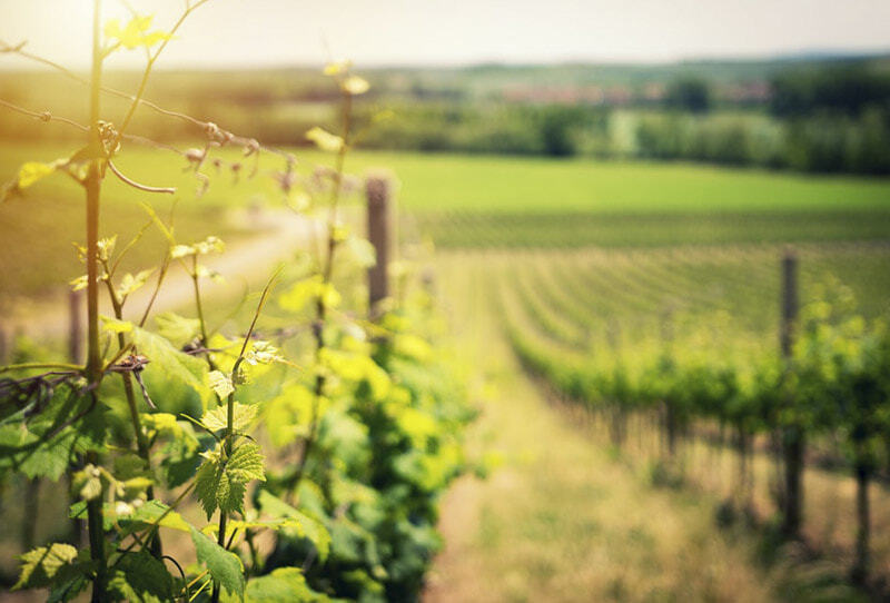 MENSAJE EN UNA BOTELLA® «No juzgues los días por la cosecha que recoges, sino por las semillas que plantas» Edición WHITE